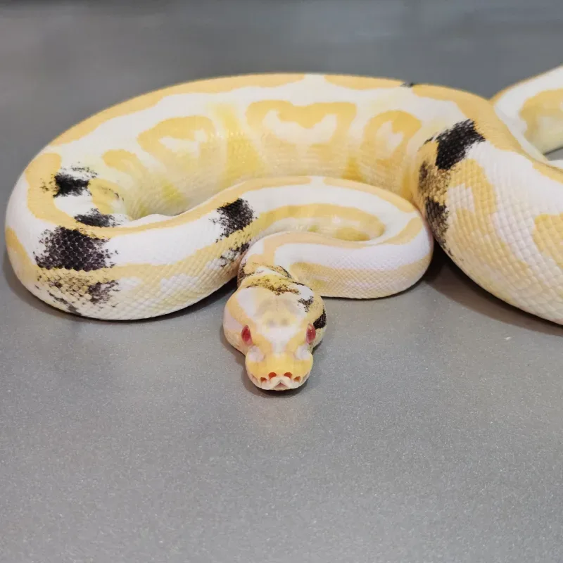 Albino Black Pastel Specter Paradox