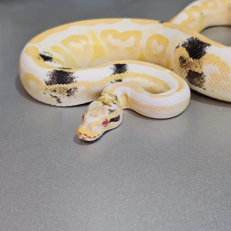 Albino Black Pastel Specter Paradox 2