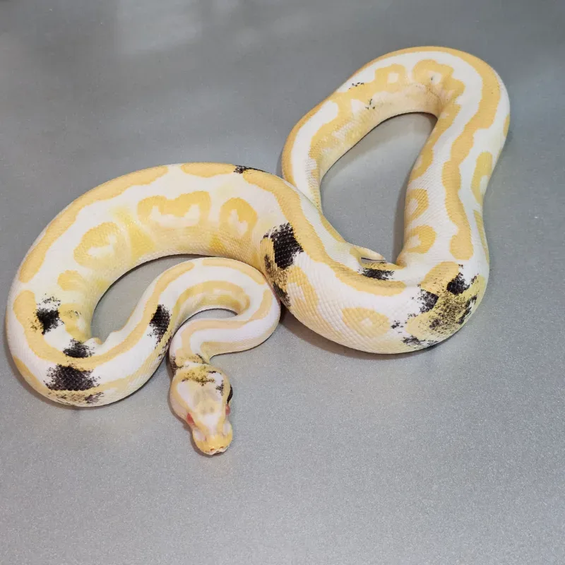 Albino Black Pastel Specter Paradox 3