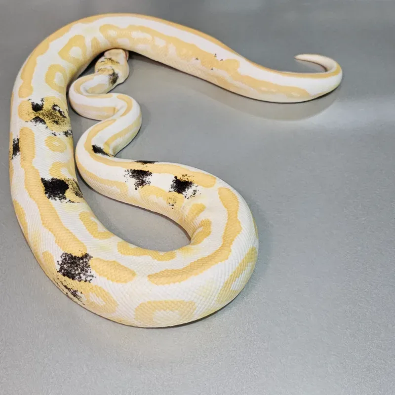 Albino Black Pastel Specter Paradox 4