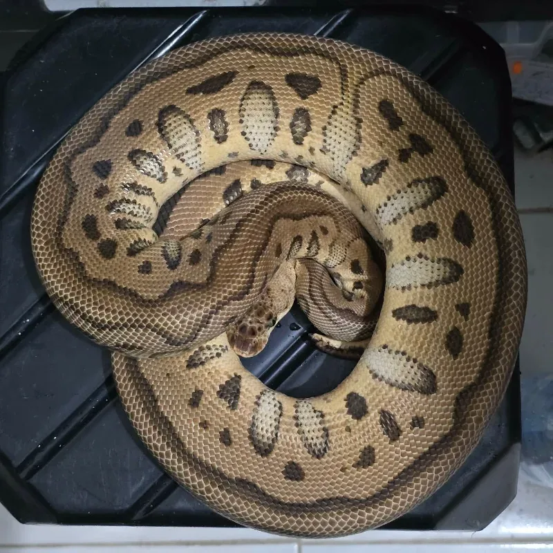 Phantom Leopard Clown