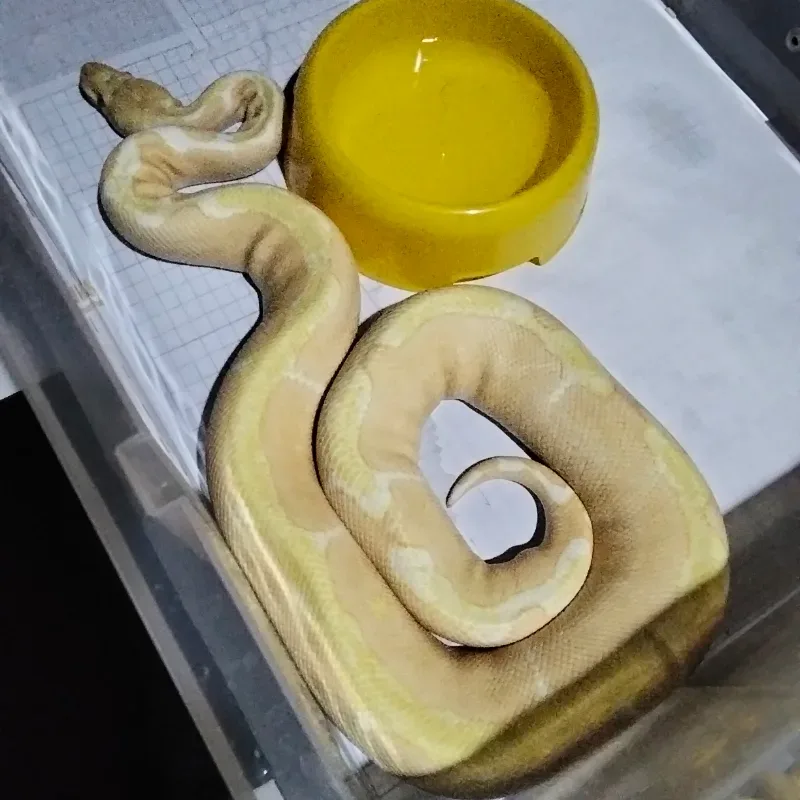 Clown Albino