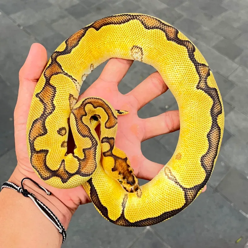 Enchi Orange Dream Yellowbelly Clown