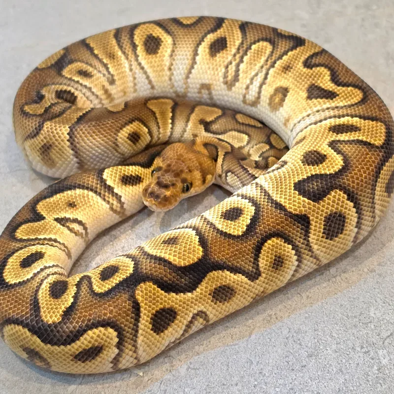 Cypress enchi clown PH DG