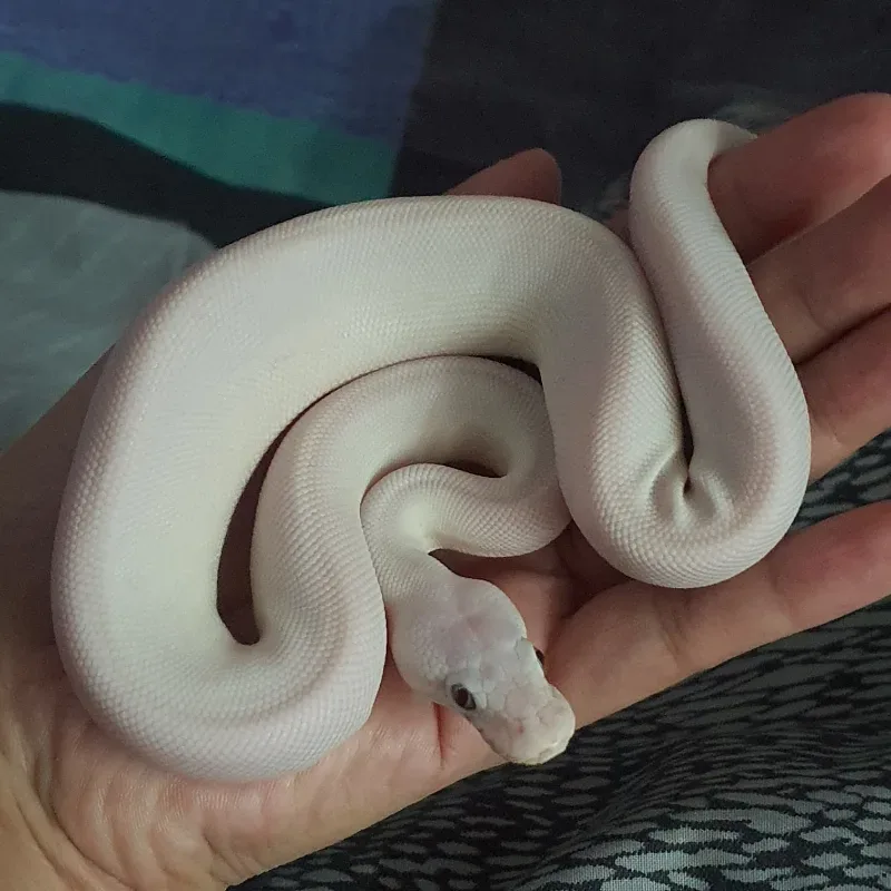 Mojave Pastel Lesser Het Hypo