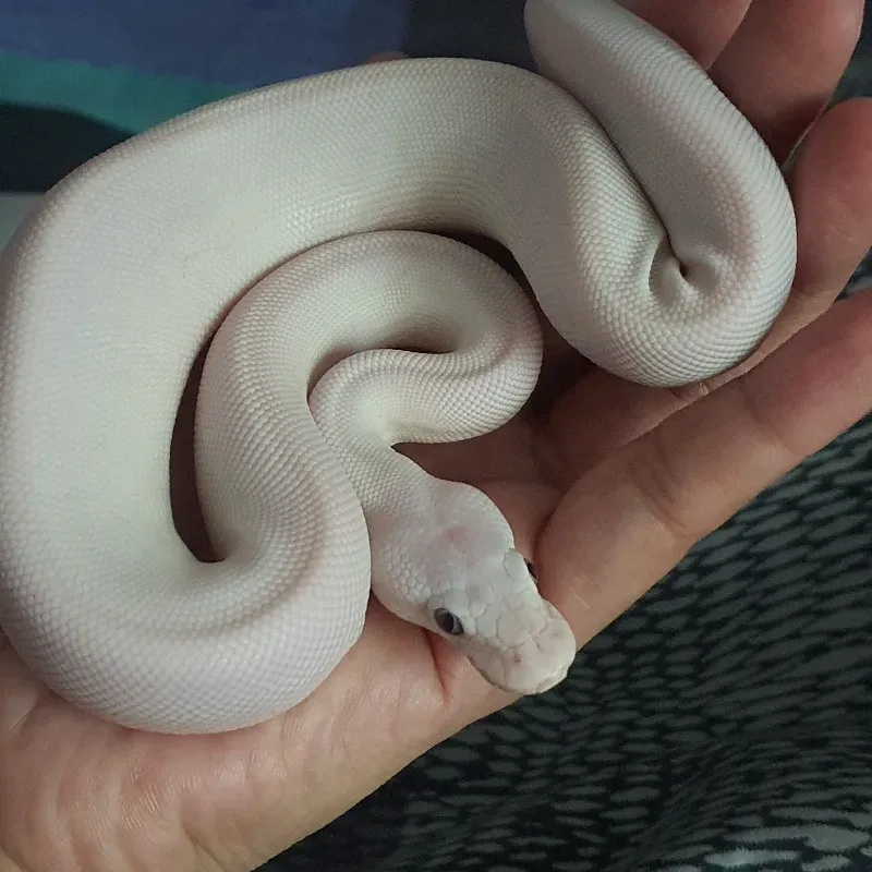 Lucy BEL het hypo 2