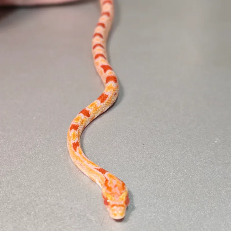 Albino/Amelanistic Okeetee