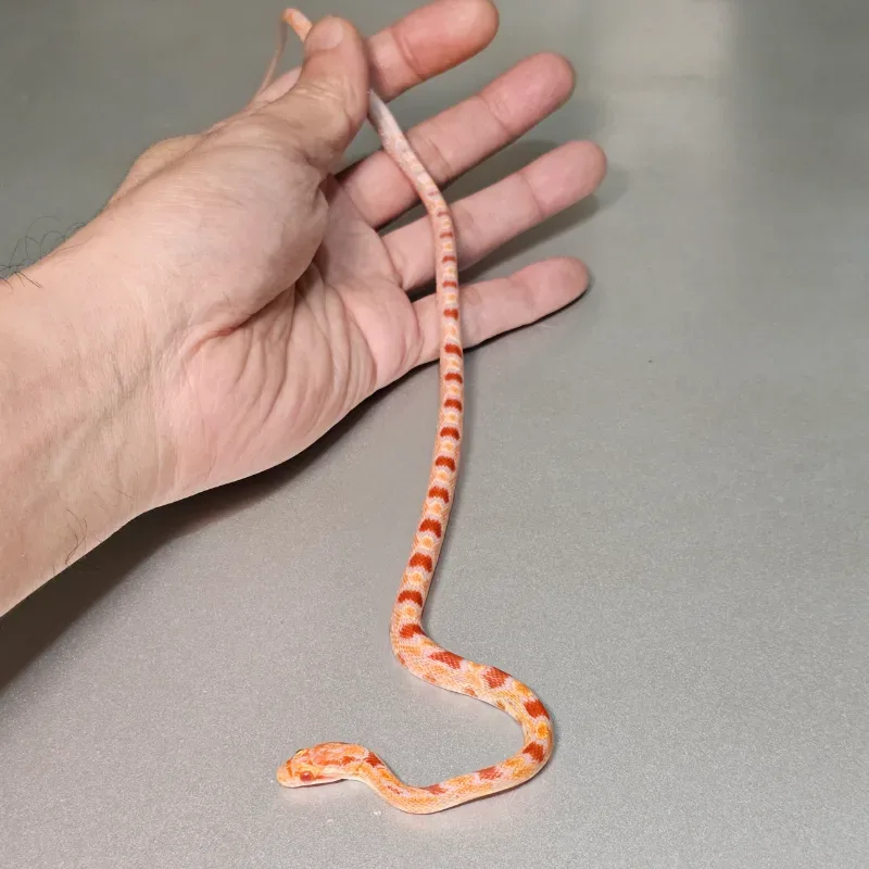Albino/Amelanistic Okeetee 2