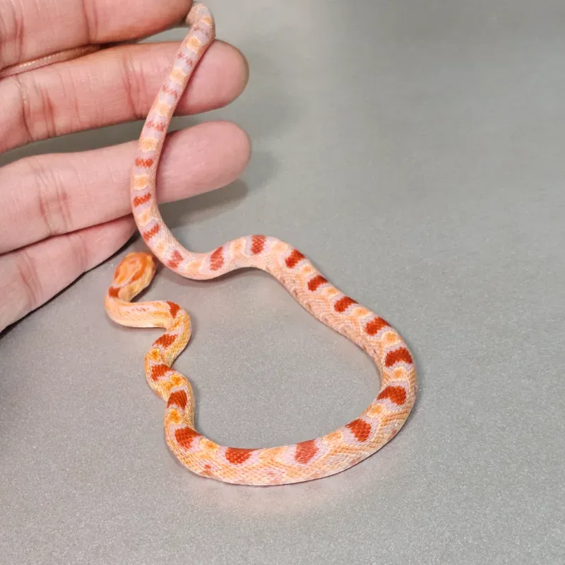 Albino/Amelanistic Okeetee 3