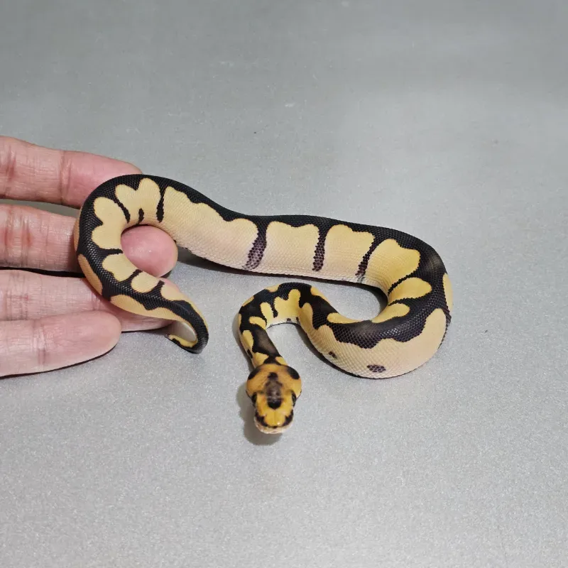 Blade Desert Ghost Clown