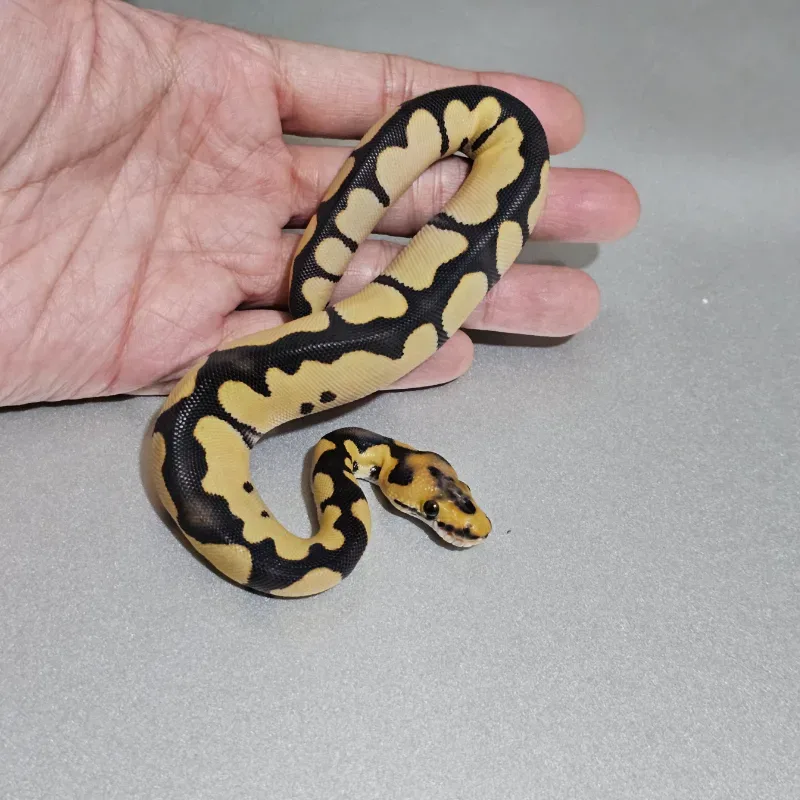 Blade Desert Ghost Clown 2