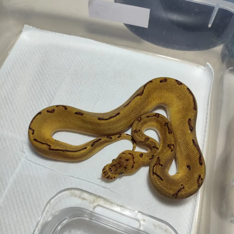 Clown Leopard Enchi Pinstripe poss Gravel
