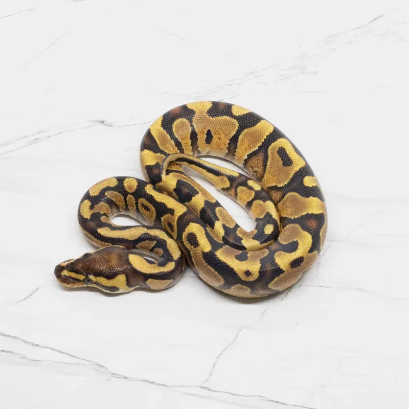 Enchi Yellowbelly Het Hypo Het Clown