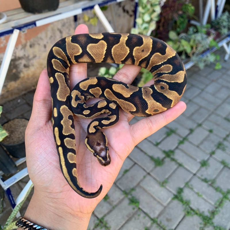 Scaleles head yellow belly