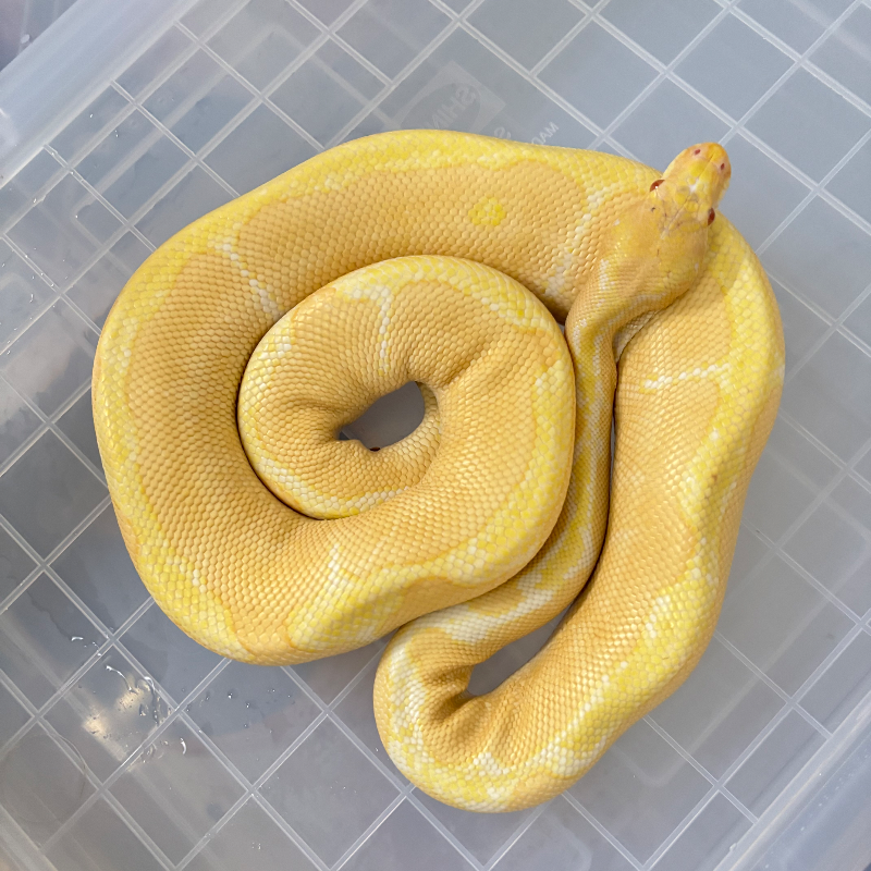 Albino Clown