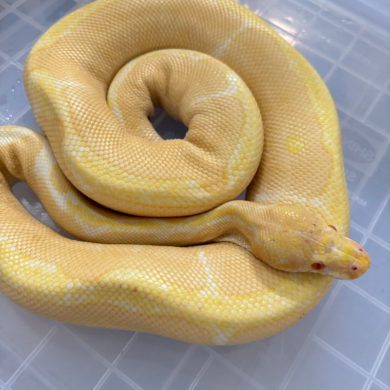 Albino Clown