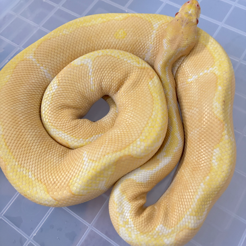 Albino Clown