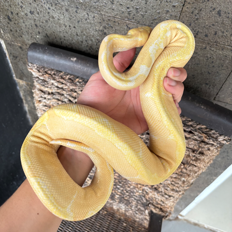 Albino Clown
