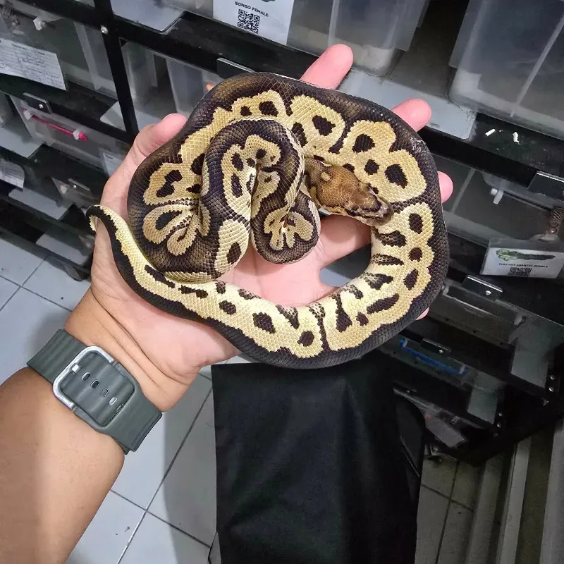 Het Het Red Axanthic Clown