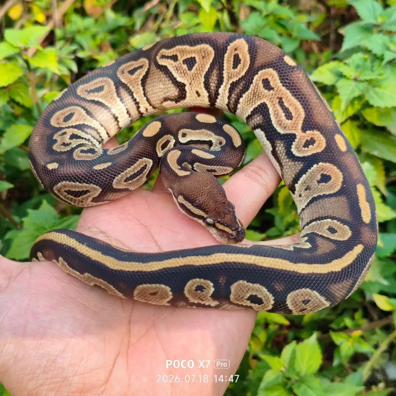 Blackhead Het Albino Ph Pied