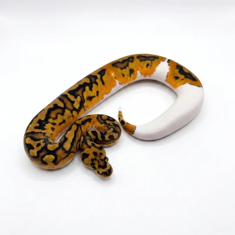 Clown pied