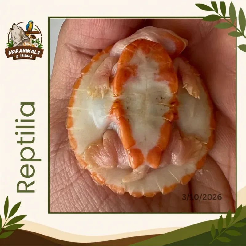 Dada Merah Albino