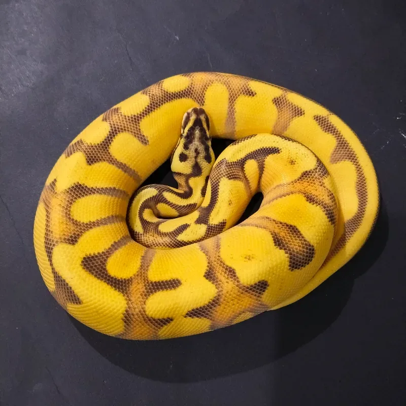 SOD Fire Enchi Leopard Spotnose