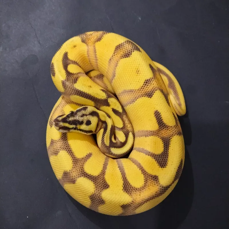 SOD Fire Enchi Leopard Spotnose