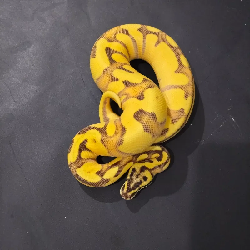 SOD Fire Enchi Leopard Spotnose