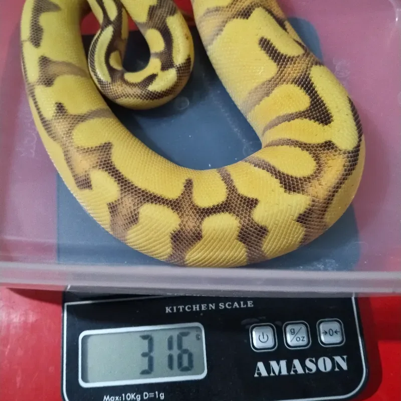 SOD Fire Enchi Leopard Spotnose