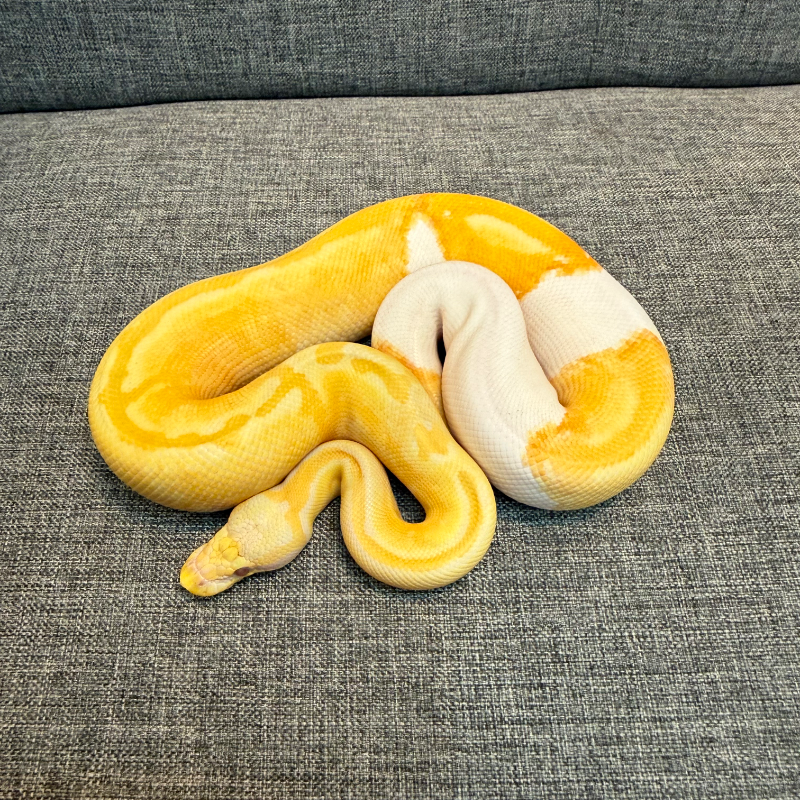 Pastel Lavender Albino Pied