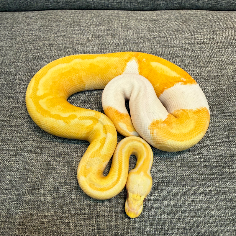 Pastel Lavender Albino Pied