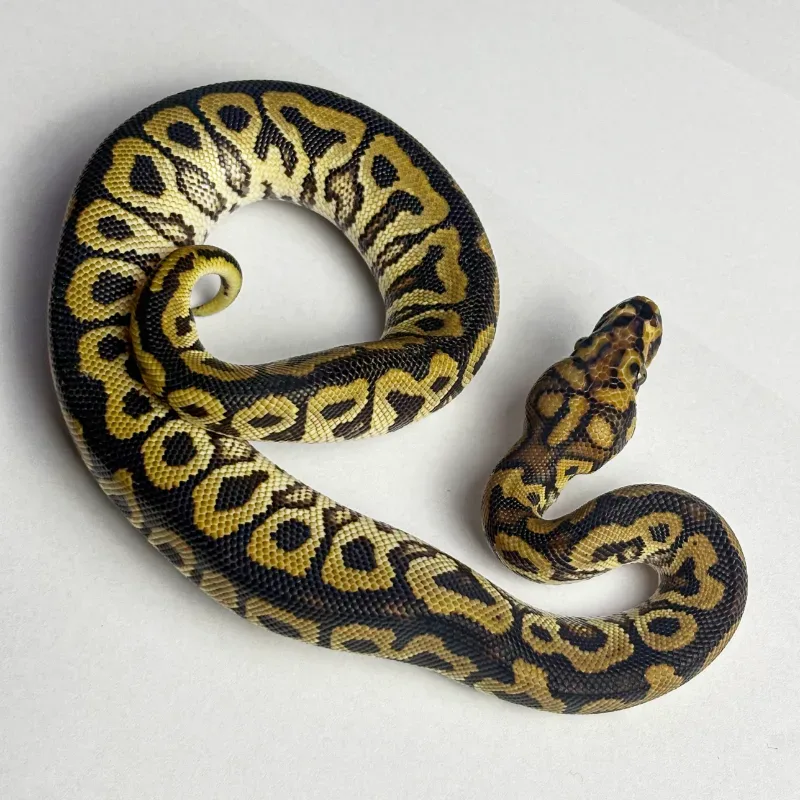 Spotnose (Yellowbelly) Clown Pos Het Desert Ghost