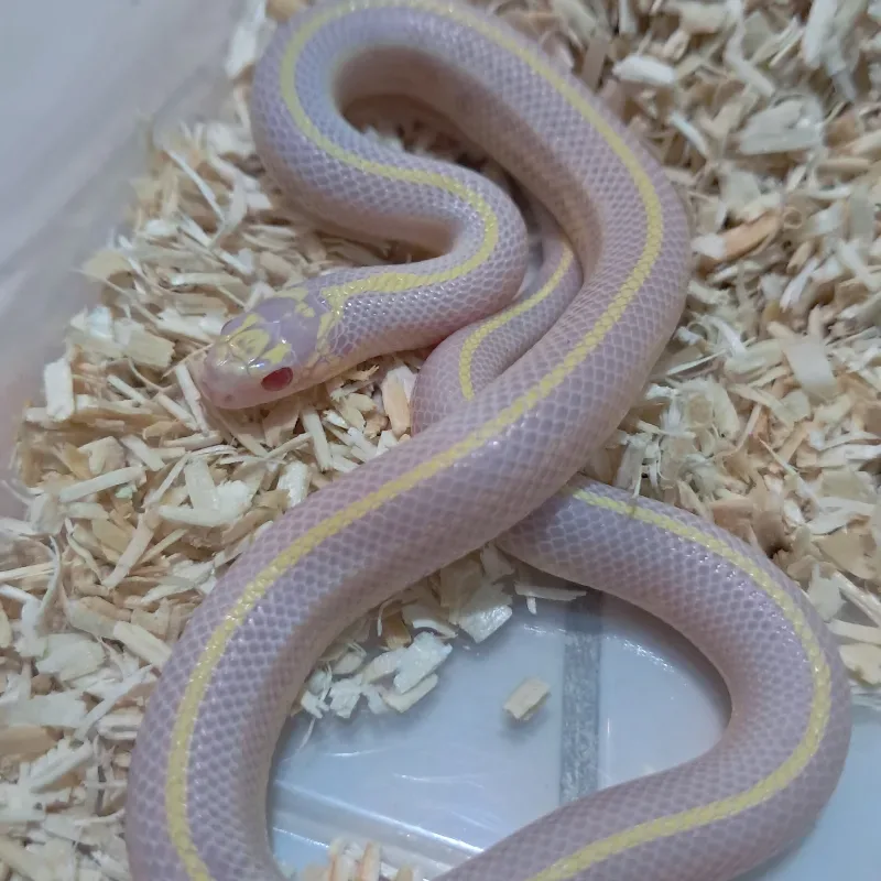 Albino Stripe