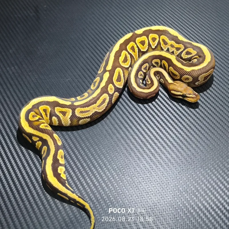 Phantom Spotnose Het Clown