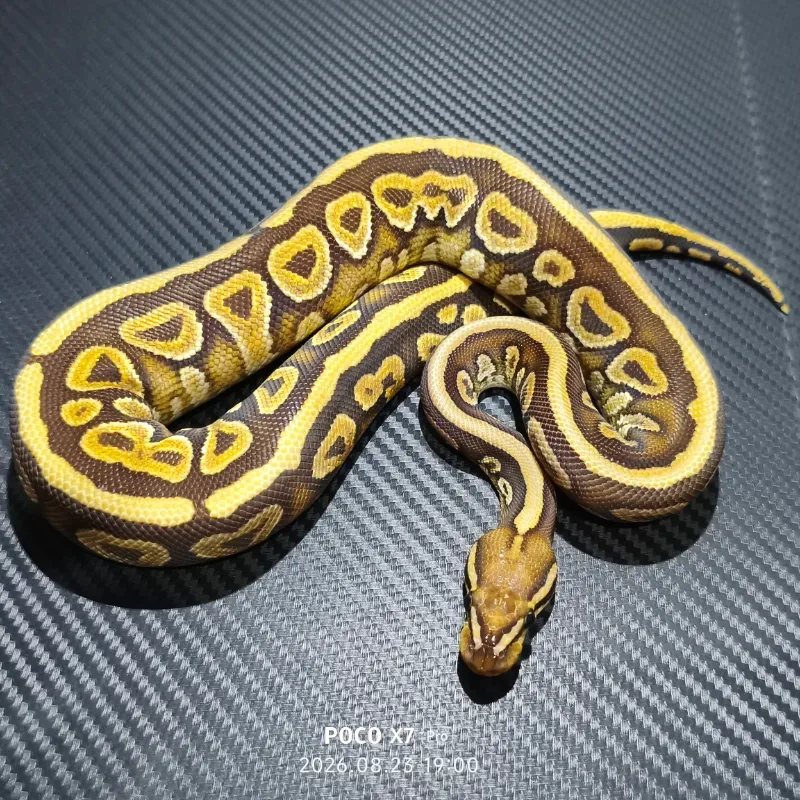 Phantom Spotnose Het Clown