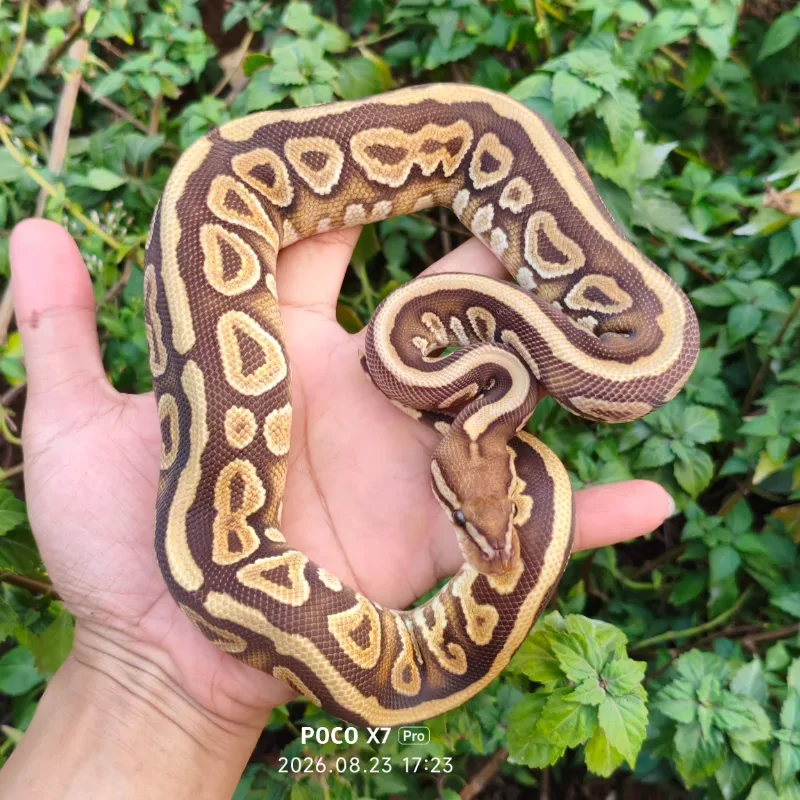 Phantom Spotnose Het Clown