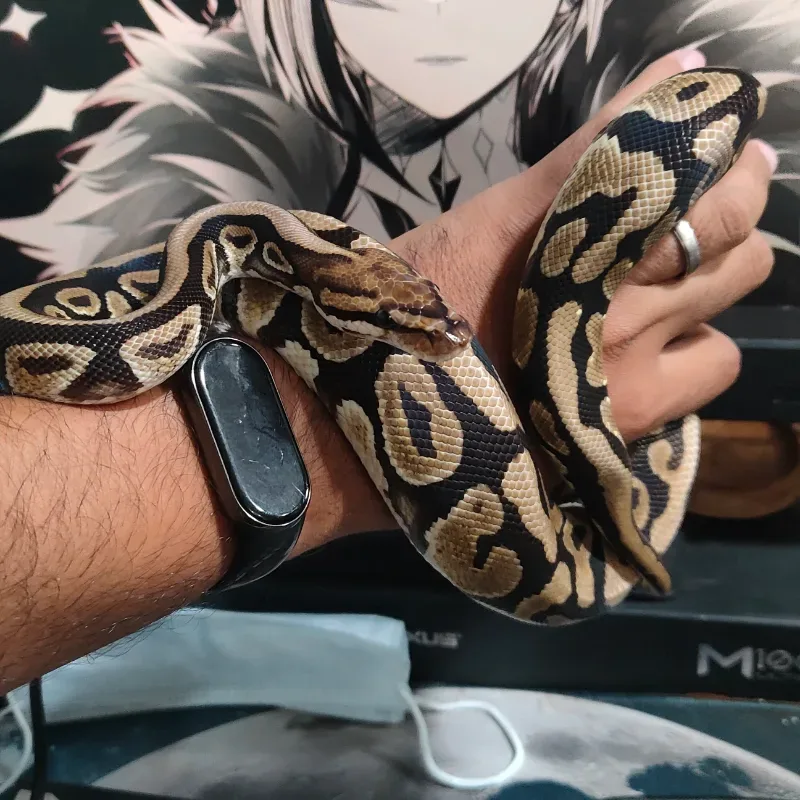 Red Stripe Spotnose Het Desert Ghost