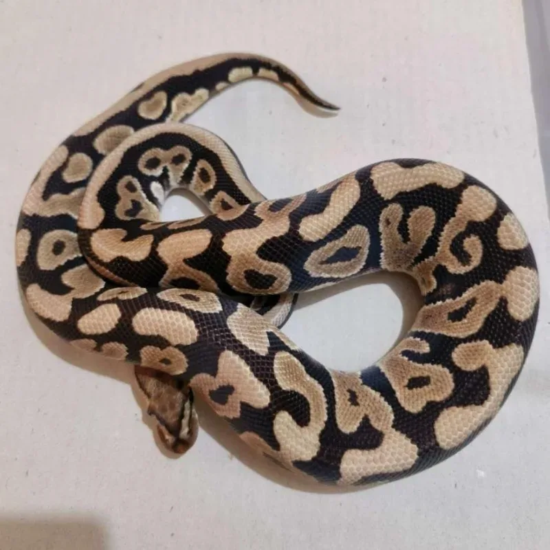 Red Stripe Spotnose Het Desert Ghost