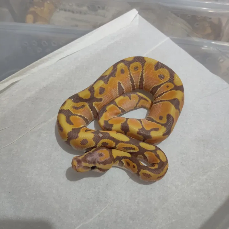Banana orangedream het clown
