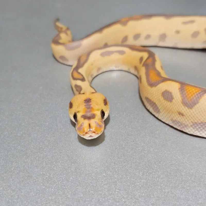 Banana Leopard Yellowbelly Clown