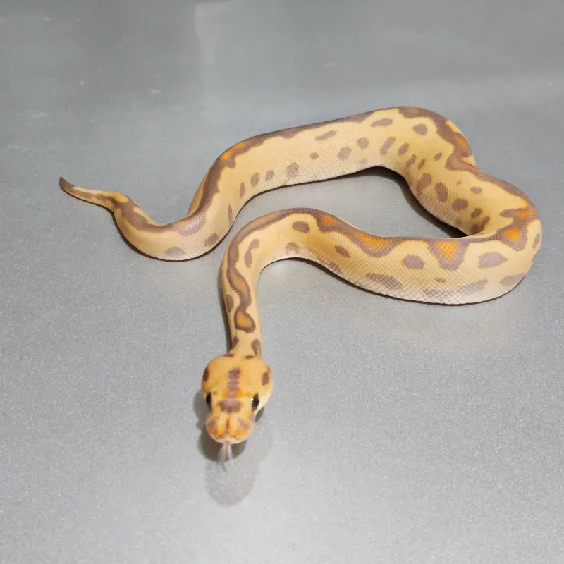 Banana Leopard Yellowbelly Clown 3