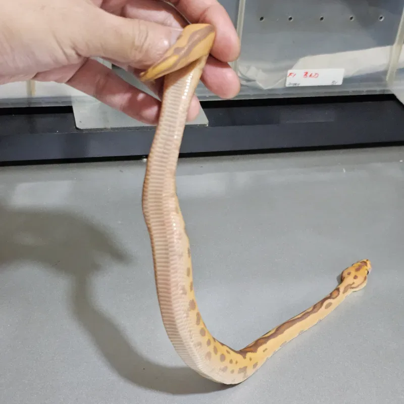 Banana Leopard Yellowbelly Clown 4