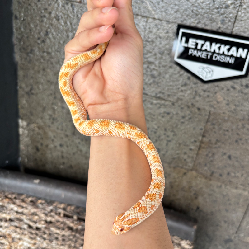 Anaconda Albino