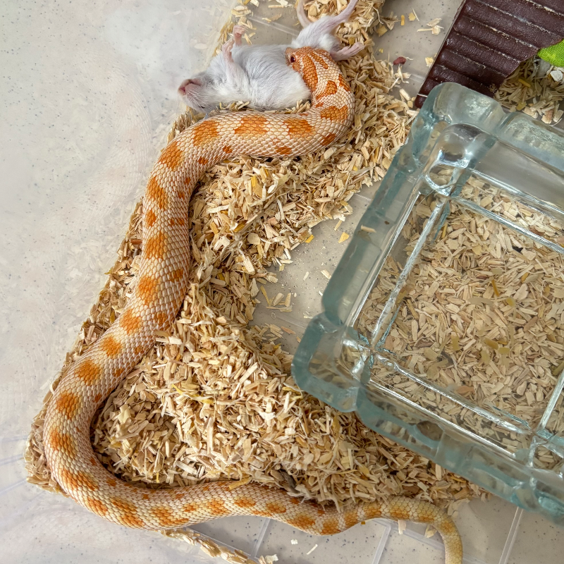 Anaconda Albino