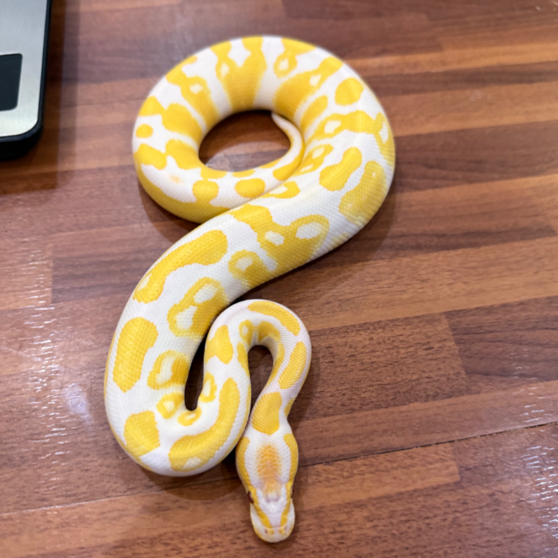 Lavender Albino
