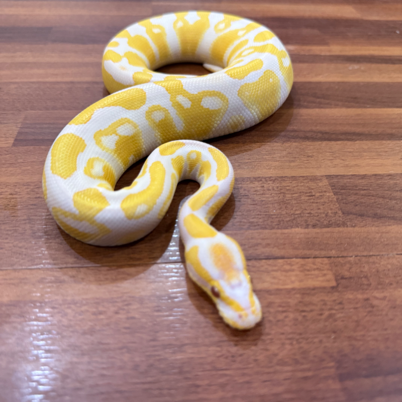 Lavender Albino