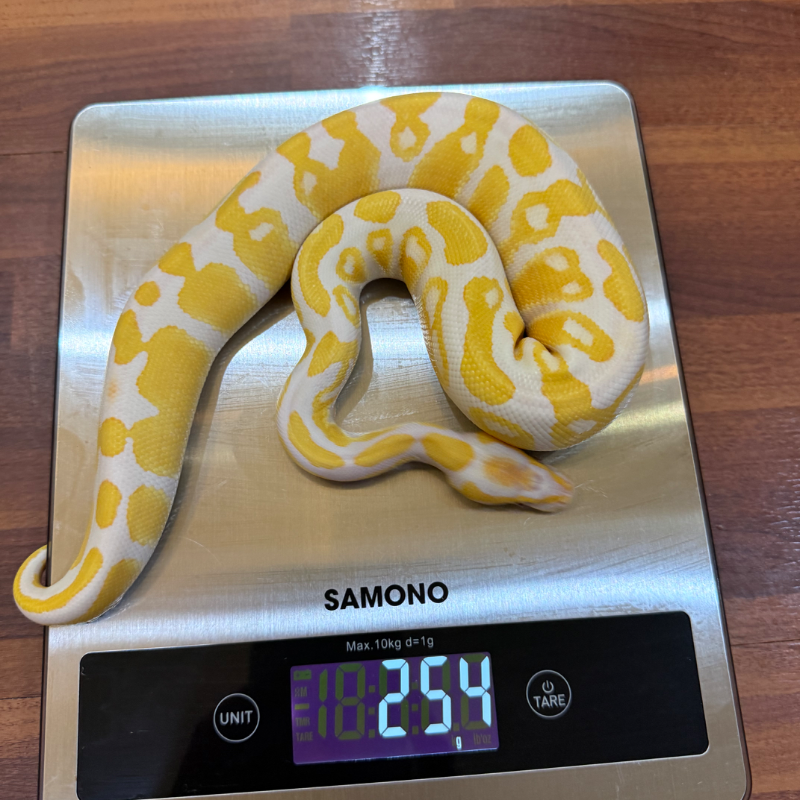 Lavender Albino