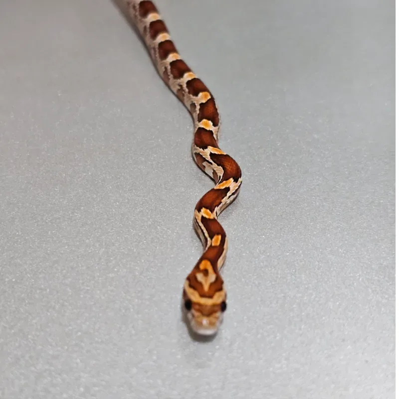 Het Anerythristic 66% Het Hypomelanistic 66% Het Sunkissed 50% Het Motley 50% Het Albino/Amelanistic