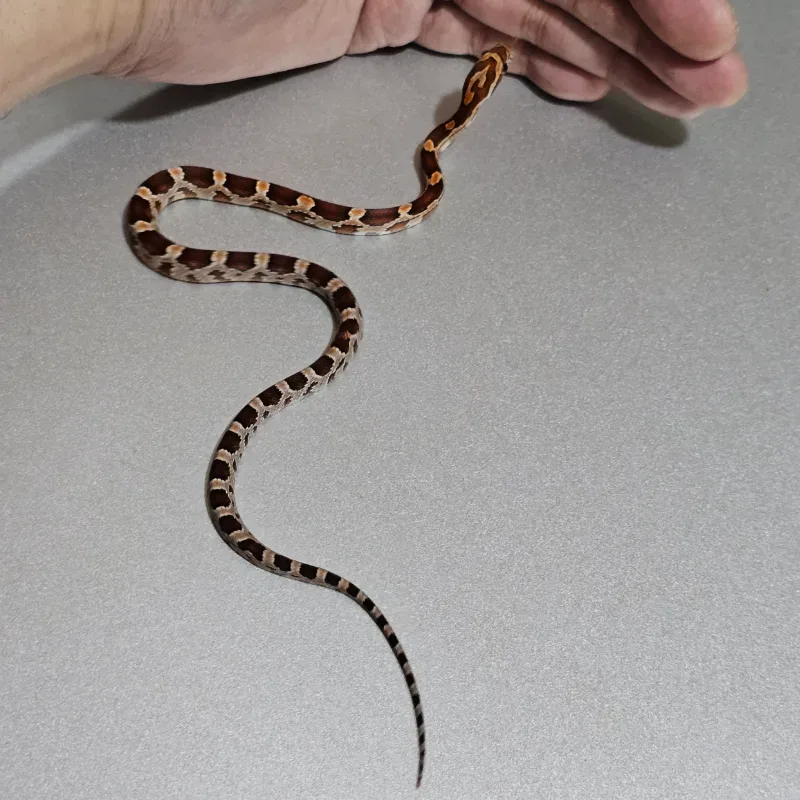Het Anerythristic 66% Het Hypomelanistic 66% Het Sunkissed 50% Het Motley 50% Het Albino/Amelanistic 3